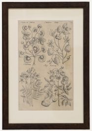 Framed 17th Century Engraving - New World Plants