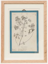 Native Flora of Europe - Framed 19th Century Lithograph, Malva Rotundifolia