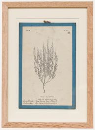 Native Flora of Europe - Framed 19th Century Lithograph, Calluna Vulgaris