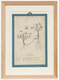 Native Flora of Europe - Framed 19th Century Lithograph, Viola Odorata