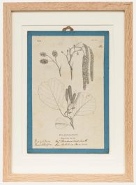 Native Flora of Europe - Framed 19th Century Lithograph, Alnus Glutinosa