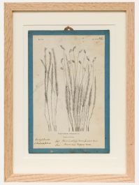 Native Flora of Europe - Framed 19th Century Lithograph, Polytrichum Commune