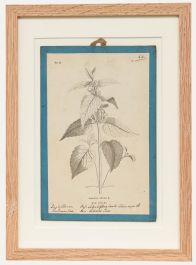 Native Flora of Europe - Framed 19th Century Lithograph, Lamium Album