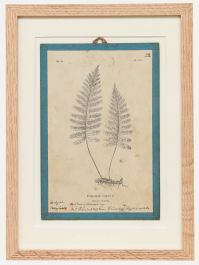 Native Flora of Europe - Framed 19th Century Lithograph, Polypodium Vulgare