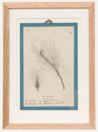 Native Flora of Europe - Framed 19th Century Lithograph, Pinus sylvestris