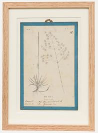 Native Flora of Europe - Framed 19th Century Lithograph, Briza Media