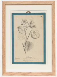 Native Flora of Europe - Framed 19th Century Lithograph, Caltha Palustris