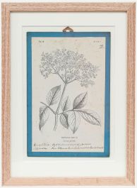Native Flora of Europe - Framed 19th Century Lithograph, Sambucus nigra