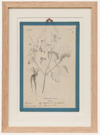Native Flora of Europe - Framed 19th Century Lithograph, Chelidonium Majus
