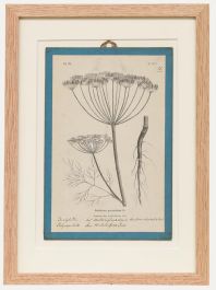 Native Flora of Europe - Framed 19th Century Lithograph, Anethum Graveolens