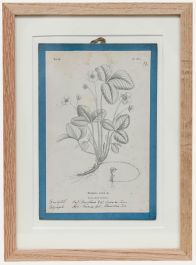 Native Flora of Europe - Framed 19th Century Lithograph, Fragaria vesca