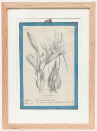 Native Flora of Europe - Framed 19th Century Lithograph, Lilium Candidum