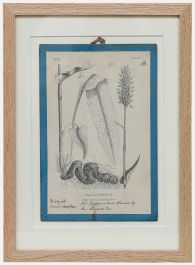 Native Flora of Europe - Framed 19th Century Lithograph, Polygonum Bistorta