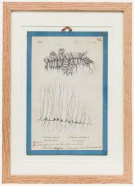 Native Flora of Europe - Framed 19th Century Lithograph, Salvinia & Pilularia