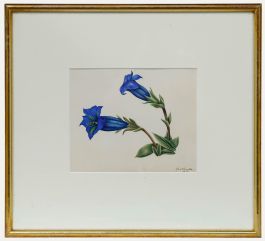 English School Early 19th Century Watercolour - Gentianella