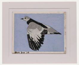 Ben Carrivick - Contemporary Oil, Stock Dove