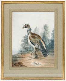 19th Century Watercolour - Portrait of a Condor