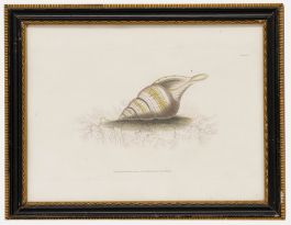 R. Ackermann - 19th Century Lithograph, Tulip Shell