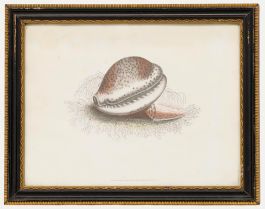 R. Ackermann - 19th Century Lithograph, Cypraea
