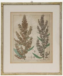 Friedrich Guimpel - Early 19th Century Engraving, Rumex