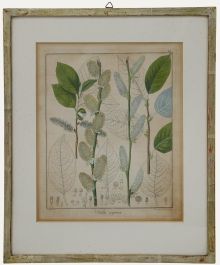 Friedrich Guimpel - Early 19th Century Engraving, Salix caprea