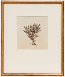 Framed 19th Century Engraving - Fucus pinastroides