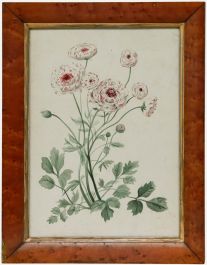 Framed 19th Century Watercolour - Ranunculus ‘La Belle White Picotee’