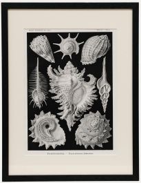 Framed Mid 20th Century Lithograph - Front-gilled Snails
