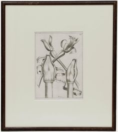 Framed 17th Century Engraving - Amaryllis