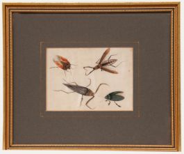 Chinese School 19th Century Watercolour - Study of Insects
