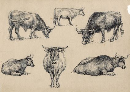 19th Century Pen and Ink Study of a Bull