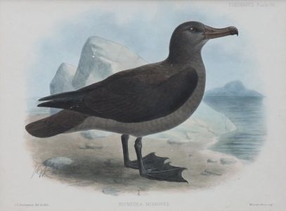 Johannes Gerardus Keulemans - Excellent Pair of 19th Century Lithographs