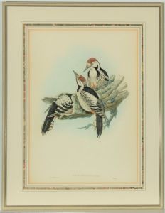 J. Gould & W. Hart - Fine Early 19th Century Lithograph, Picus Leuconotus