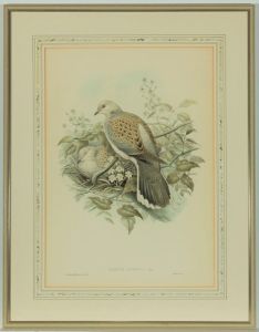 J. Gould & H.C. Richter - Fine Early 19th Century Lithograph, Turtur Auritus