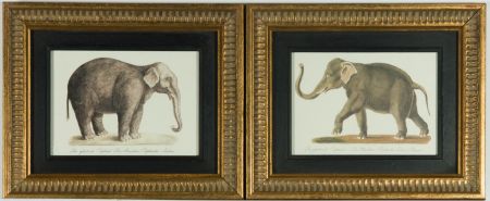 Pair of Small Mid 20th Century Chromolithographs - Elephantus Indicus