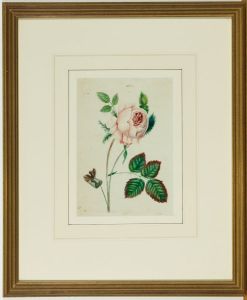 Framed Early 19th Century Watercolour - Study of a Rose