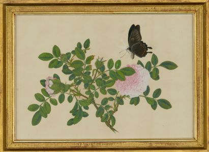 English School  - Fine Framed 19th Century Watercolour, Still Life of Roses
