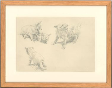 Raymond Sheppard (1913-1958) - Graphite Drawing, Studies of Fox Cubs