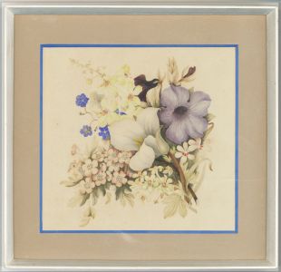 Framed 19th Century Botanical Watercolour - Petunia Flowers