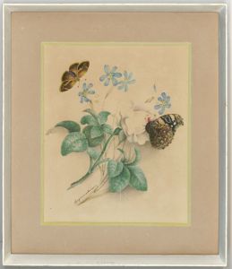 Angelina - Framed 19th Century Botanical Watercolour, Bermudiana and Butterflies