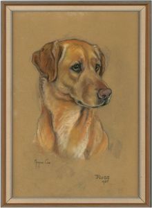 Marjorie Cox (1915-2003) - Signed and Framed 1965 Pastel, A Labrador, 'Russ'
