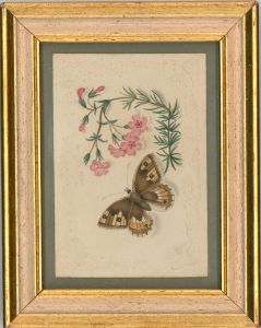 Framed Miniature 19th Century Watercolour - Study of a Butterfly