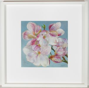 John Ivor Stewart PPPS (1936-2018) - Signed & Framed Oil, Magnolia × Soulangeana
