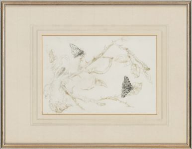 Framed 20th Century Graphite Drawing - The Moth Life Cycle