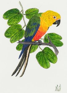 Marlene Wright - Three 2000 Acrylic, Three Parrots