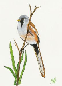 Marlene Wright - Three 20th Century Acrylic, Three Tits