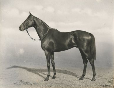 Frank Griggs Newmarket - Photograph of Bahram 1935