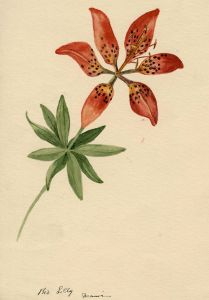 1919 Watercolour of Bed Lily Ogunquit Maine USA