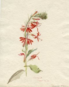 Cardinal Flower 1919 Watercolour Ogunquit Maine USA