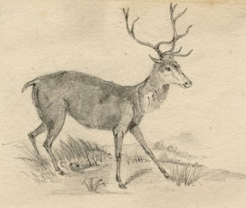 19th Century Graphite Drawing - Deer